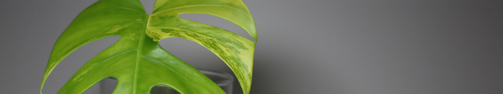 Plantaria project